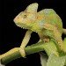 Yemen Veiled Chameleon